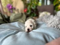 Łoly Vel Pedro - 3 tygodnie