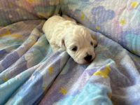 chłopiec - 2 tygodnie