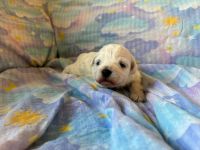 chłopiec - 2 tygodnie