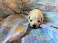 chłopiec - 2 tygodnie