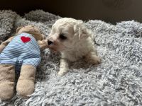 Łoly Vel Pedro - 4 tygodnie