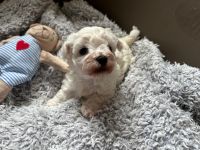 Łoly Vel Pedro - 4 tygodnie