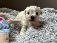 Łoly Vel Pedro - 4 tygodnie