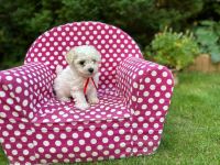 Łendy Vel Moli - 7 tygodni