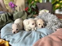 dziewczynki - 3 tygodnie