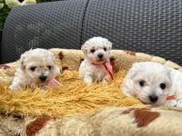 dziewczynki - 5 tygodni