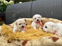 dziewczynki - 5 tygodni