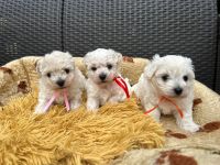 dziewczynki - 5 tygodni