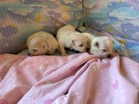 dziewczynki - 2 tygodnie