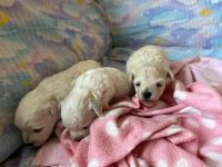 dziewczynki - 2 tygodnie