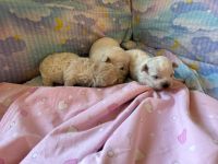 dziewczynki - 2 tygodnie