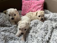 dziewczynki - 4 tygodnie