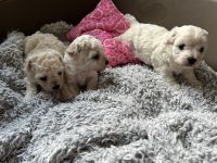 dziewczynki - 4 tygodnie