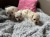 dziewczynki - 4 tygodnie