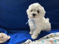 Łoly Vel Pedro - 8 tygodni