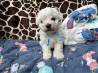 Łoly Vel Pedro - 5 tygodni