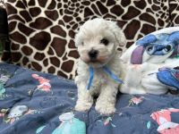 Łoly Vel Pedro - 5 tygodni