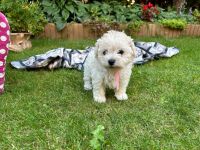 Łeska Vel Tasha - 7 tygodni