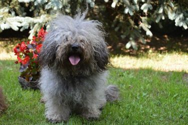 ojciec: MŁ.CH.PL; CH.PL NICO DREAMER Viva Dog