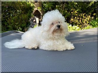 ojciec BOUNTY Gwiazda Wybrzeża